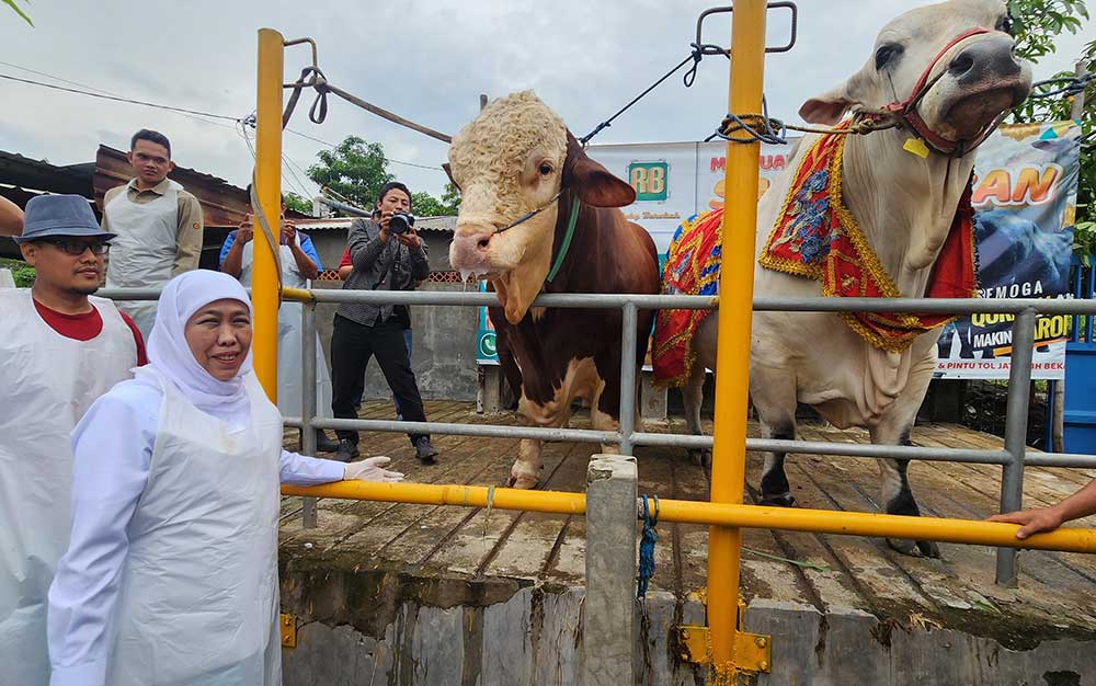 Gubernur Jawa Timur Khofifah Indar Parawansa saat meninjau kesiapan hewan kurban di Mojokerto.  Foto: DEVI FITRI AFRIYANTI/ BANGSAONLINE