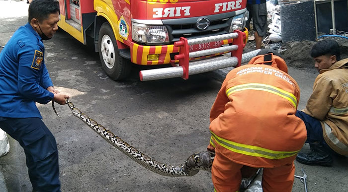 Damkar Gresik Kembali Tangkap Ular Piton di Pekarangan Warga