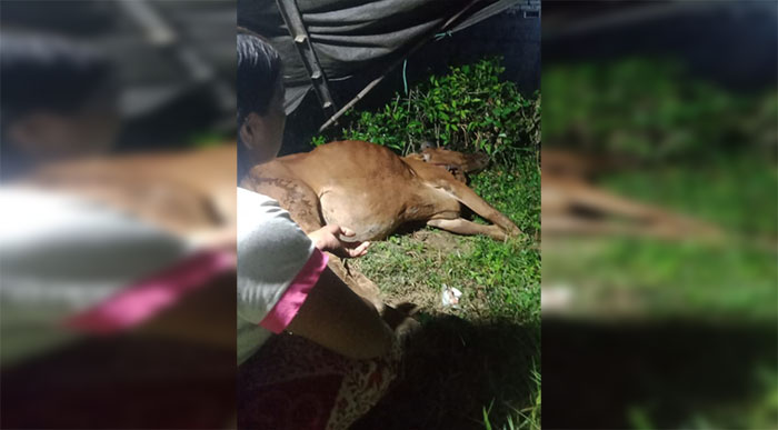 Sapi milik warga di Desa Daleman, Kecamatan Kedungdung, yang mati diduga terpapar PMK. Foto: MUTAMMIM/BANGSAONLINE