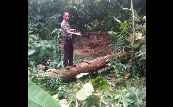 Polisi menunjukan lokasi korban tertimpa pohon. foto: BANGSAONLINE