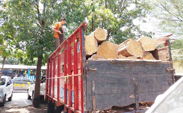 Barang bukti hasil pembalakan liar yang diduga melibatkan petugas perhutani. foto: MURSIDI/BANGSAONLINE