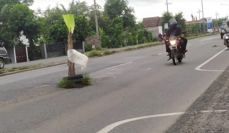 Pohon pisang tumbuh di tengah jalan nasional Surabaya - Jombang yang rusak.