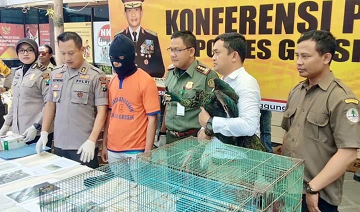 Kapolres Gresik, AKBP Kusworo Wibowo saat memimpin ekspos penangkapan pelaku penjual satwa langka. foto: SYUHUD/ BANGSAONLINE