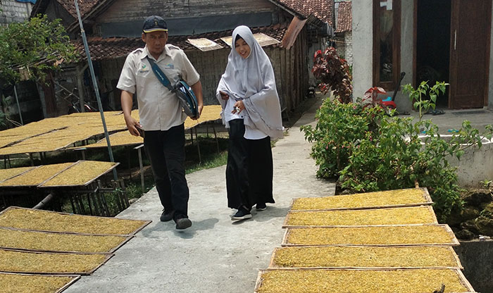 Petugas dari Dinas Ketahanan Pangan dan Pertanian Bojonegoro saat meninjau tembakau milik warga yang dijemur.