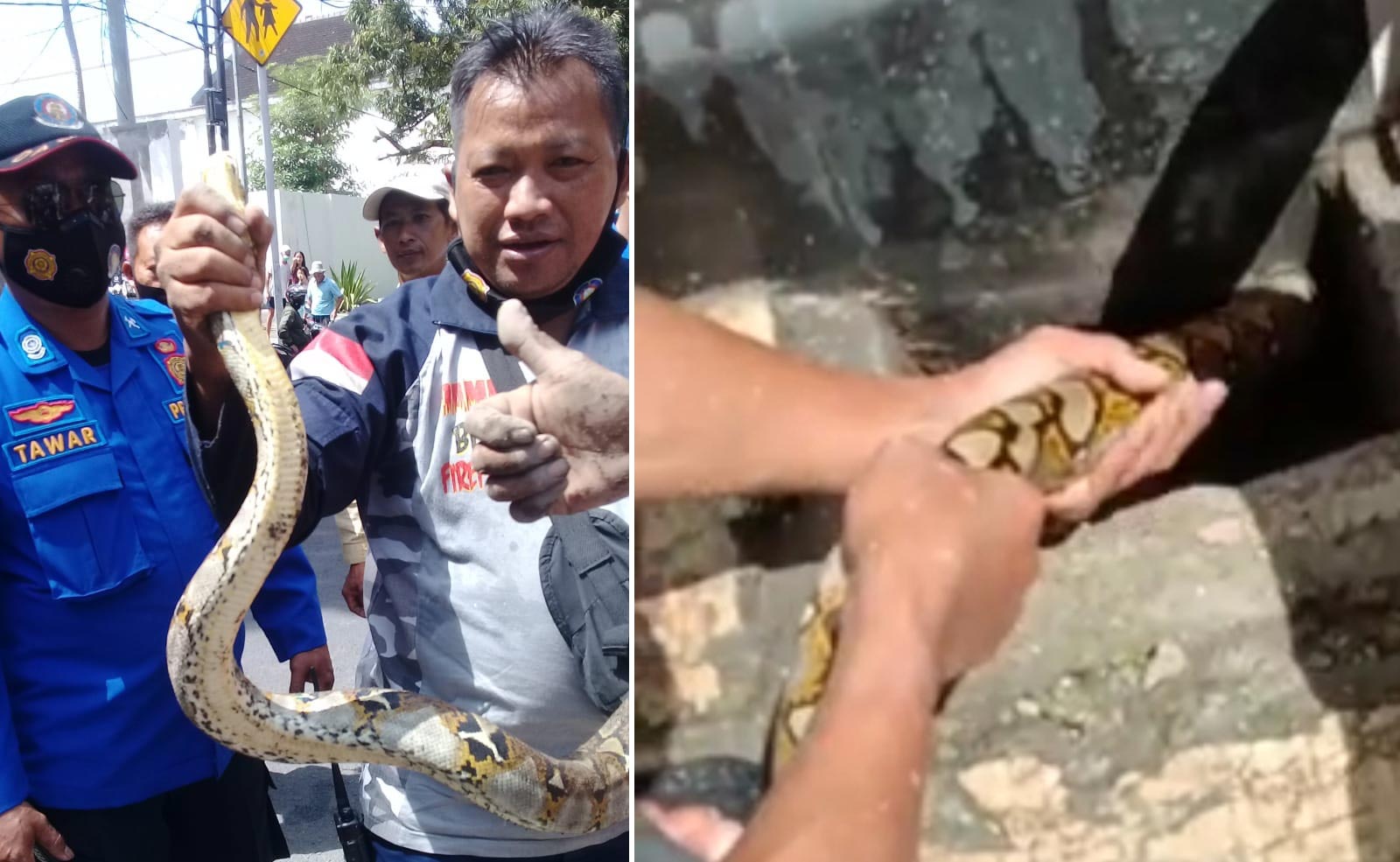 Ular Sanca yang ditemukan warga di gorong-gorong Jalan Ciliwung, Kota Blitar.