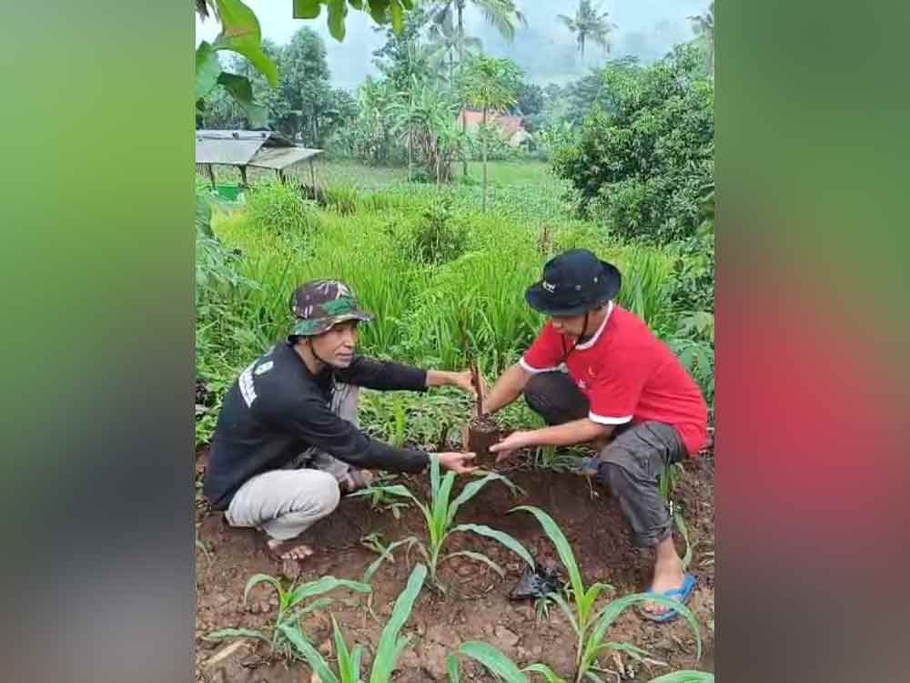 Upaya meningkatkan perekonomian, warga Desa Plalangan menanam pohon petai.