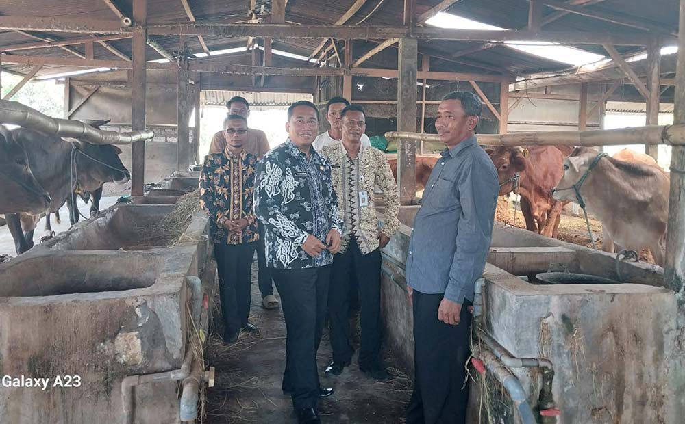 Muncul Isu Bantuan Sapi di Widang Lenyap, Ternyata Begini Hasil Pemeriksaan Inspektorat