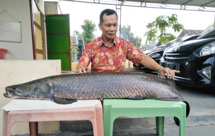 Pemilik ikan Suparpo melihatkan ikannya ke wartawan. 