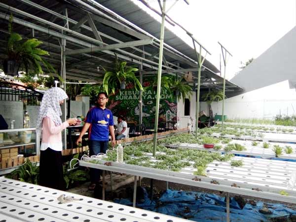 Kebun Sayur iHidroponiki di iKetintangi Hasilnya Jadi 