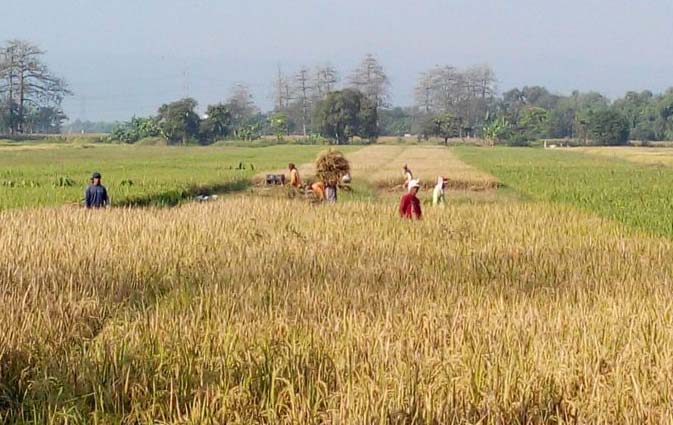 Sawah di kawasan Wonorejo Pasuruan butuh pengairan optimal.