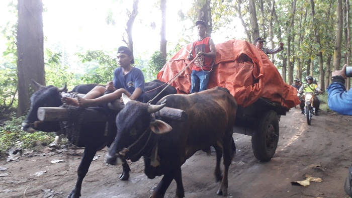 Akibat sulitnya jalan yang tidak bisa dilalui roda empat maupun roda dua, akhirnya KPU mempergunakan pegon. Tampak petugas dari Kepolisian tetap memberikan pengawalan.