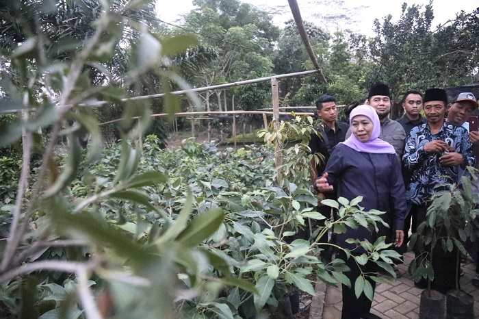 Sambangi Petani Milenial di Trenggalek, Khofifah Kagum, Siap Bantu Akses Modal dan Pasar