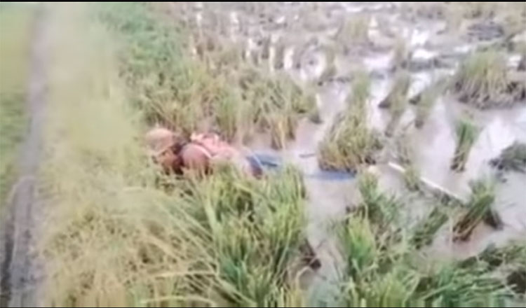 Jenazah Joko Susilo saat ditemukan warga di area persawahan di Desa Sungai Badak, Kecamatan Mesuji, Kabupaten Mesuji, Rabu (30/3).