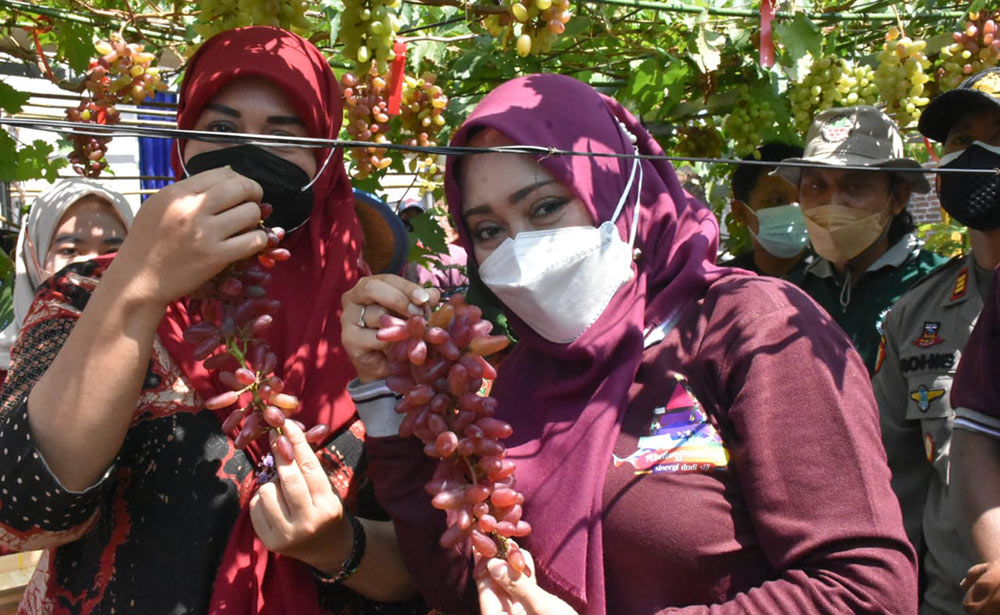 Bupati Ikfina ketika memperlihatkan anggur hasil dari pertanian warga di Desa Kedungmaling. 