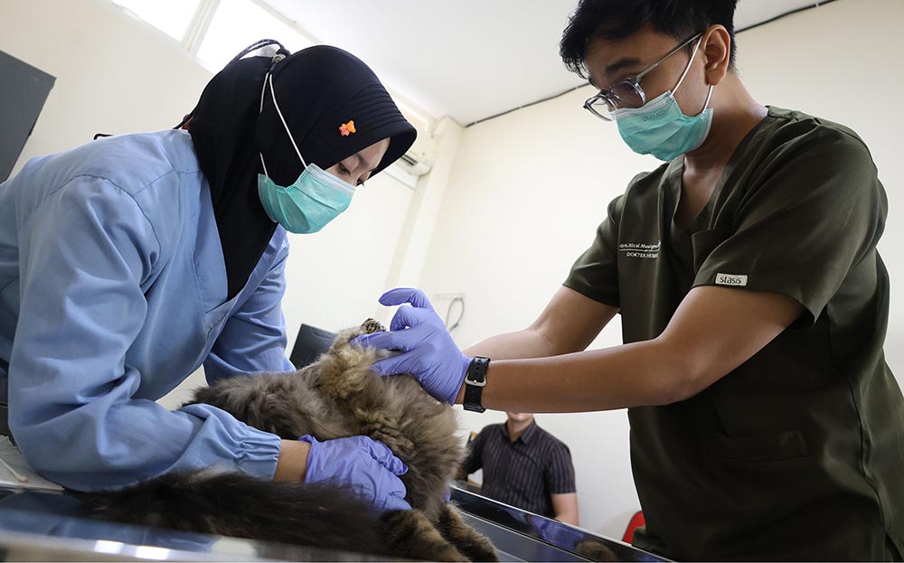 Seekor kucing sedang menjalani perawatan medis di Puskeswan Kota Surabaya. Foto: Hms