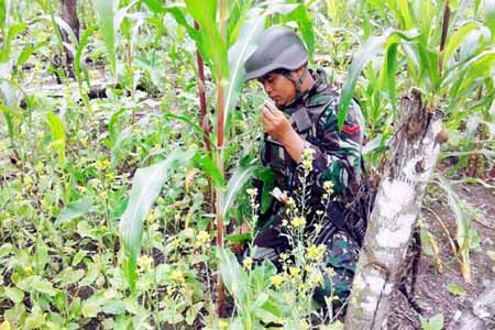 Salah satu prajurit saat memeriksa daun ganja. foto: istimewa