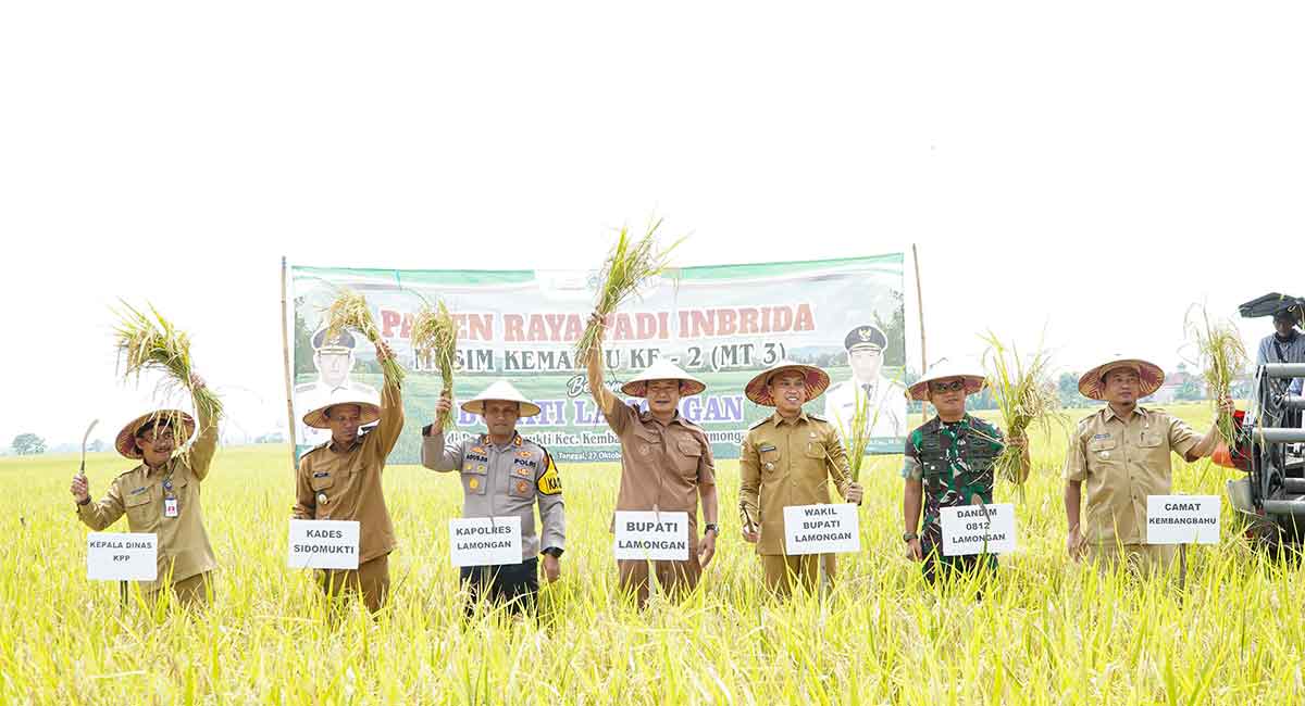 Lamongan Panen Raya MT III, Harga Gabah Tembus di Atas HPP Pemerintah