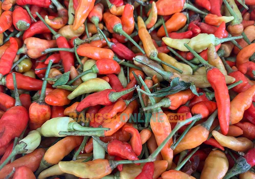 Harga cabai rawit di Jateng melonjak sendiri. Foto: Bangsaonline.