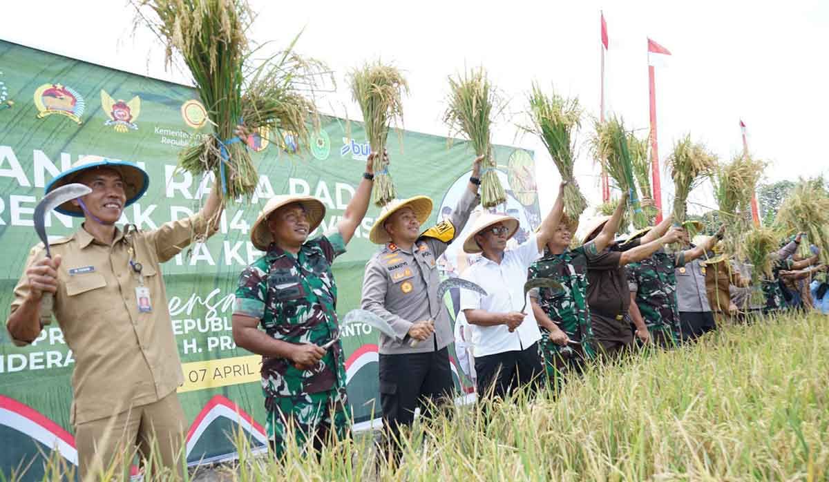 Wakil Wali Kota Kediri (nomor 4 dari kiri) saat melakukan panen raya padi serentak. Foto: Ist