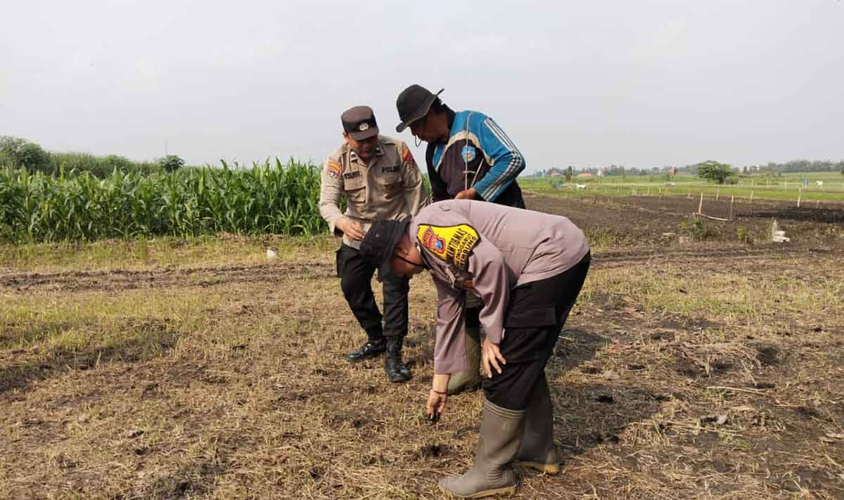 Forkopimka Krembung saat menanam bibit jagung.