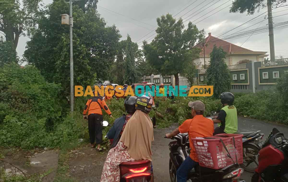 Macet akibat pohon tumbang di Jalan Mastrib, Kota Probolinggo. Foto: SUGIANTO/BANGSAONLINE