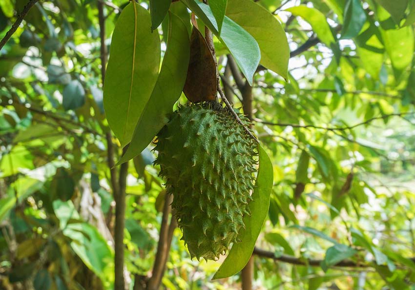 Mampu Membunuh Sel Kanker, ini Sederet Manfaat Teh Daun Sirsak