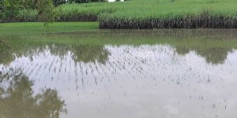 Ratusan Hektare Sawah di Ngawi yang Terendam Banjir Tidak Tercover Asuransi, ini Penyebabnya