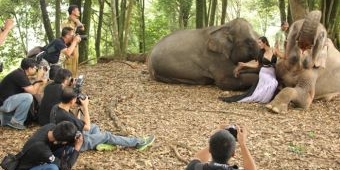 Taman Safari Indonesia Kembali Gelar Lomba Foto Satwa Skala Internasional