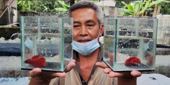 Yuk... ke Perkampungan Ikan Cupang Kediri, Abdul Mutholib Sukses Berawal dari Ikan Hias