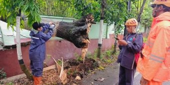 Maraknya Pohon Tumbang di Kota Batu Jadi Atensi Serius DPRD Setempat