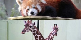 Kerja Sama International Breeding Program, JTP 2 Kenalkan Satwa Baru: Red Panda dan Jerapah