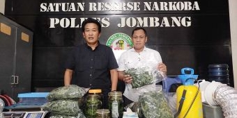 Polres Jombang Ungkap Penemuan 166 Pohon Ganja dan Minuman Fermentasi Ilegal