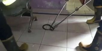 Ular Kobra Sepanjang 1 Meter Dievakuasi Dakmarla Gresik di Klinik Kecantikan