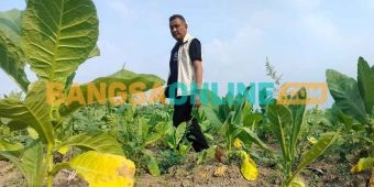 Cuaca Basah Tekan Harga Tembakau di Kabupaten Probolinggo