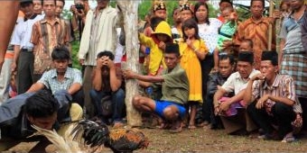 Polres Bojonegoro Gerebek Judi Sabung Ayam di Ledok Kulon, 4 Orang Diamankan