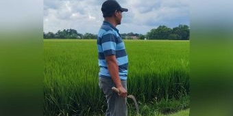 Antisipasi Hama Wereng dan Jamur, ini yang Dilakukan Petani di Desa Sambirejo Nganjuk