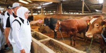 Surplus Hewan Kurban, Jawa Timur Siap Hadapi Idul Adha 2026