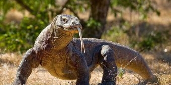 Pantau Komodo, BBKSDA NTT Pasang Kamera Jebak