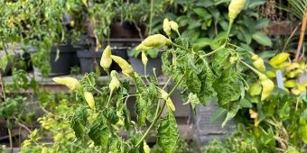 Update Harga Pangan Jabar Senin 14 Juli 2025, Cabai Rawit Hijau Naik hingga Rp6 Ribu