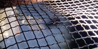 Evakuasi Buaya Muara Sepanjang 2 Meter di Manyar Surabaya Ditunda, Ini Alasannya