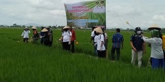 Atasi Kelangkaan Pupuk di Jember, Bupati Hendy Salurkan Bantuan untuk Petani