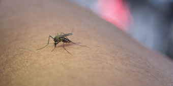 Perhatian! Bernarkah Orang dengan Golongan Darah O Jadi Sasaran Favorit Nyamuk?
