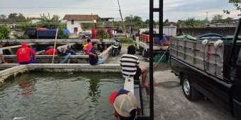 Produksi Benih Ikan di Kabupaten Kediri Tembus Rp1,764 Triliun