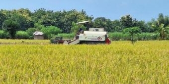 Petani di Lamongan Bersuka Cita, Harga Jual Gabah Tinggi pada Musim Panen Kali ini