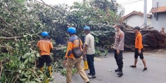 Hujan Deras Disertai Pohon Tumbang, Arus Lalu Lintas di Jalan Pantura Situbondo Macet Total