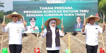 Genjot Produktivitas Tebu, Khofifah Pimpin Tanam Perdana Bongkar Ratoon di Kediri