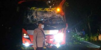 Sebuah Bus Tertimpa Pohon Tumbang Di Jalan Trasak Pamekasan
