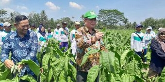 Lewat Sekolah Lapang DBHCHT, Pemkab Malang Latih Petani Tembakau Atasi Hama
