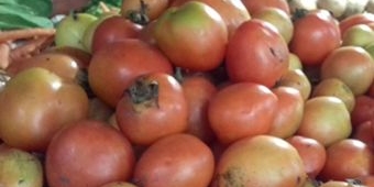 ​Jelang Nataru, Harga Tomat Naik Drastis di Probolinggo