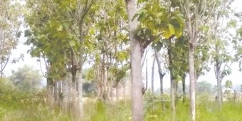 ​Pria di Ngawi Tewas Tersetrum, Nyangkut di Pohon Jati